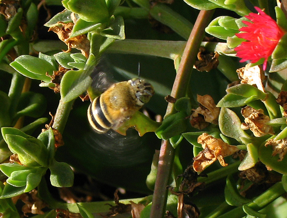 Anthophora sp.