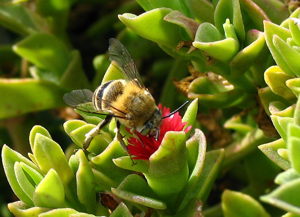 Anthophora sp.