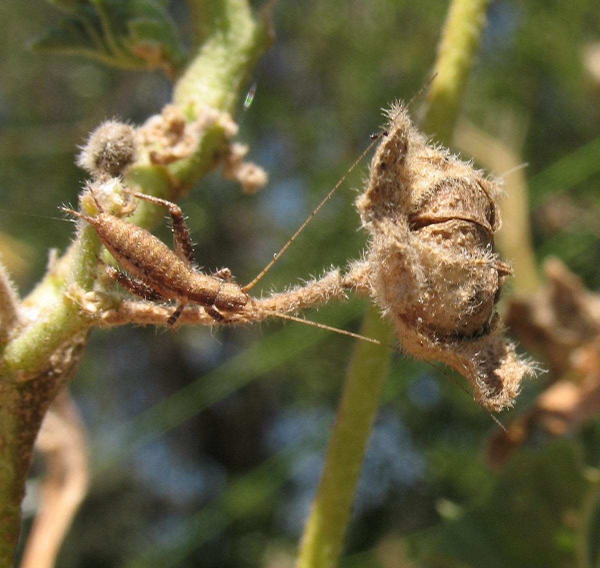 Arachnocephalus vestitus