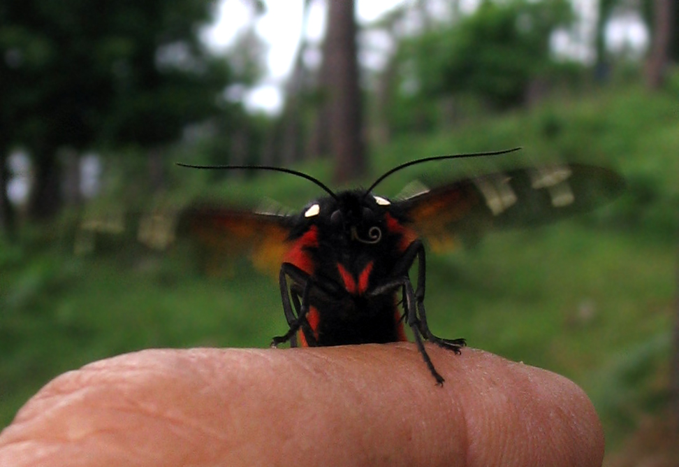 Arctia villica bagnata