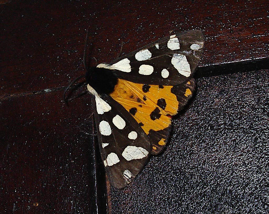 Arctia villica bagnata