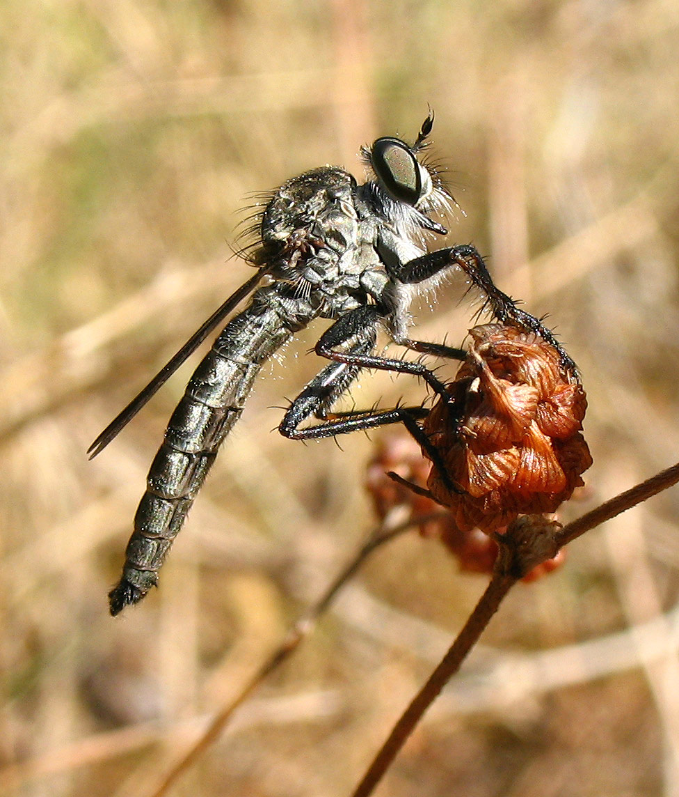 Asilidae  ??