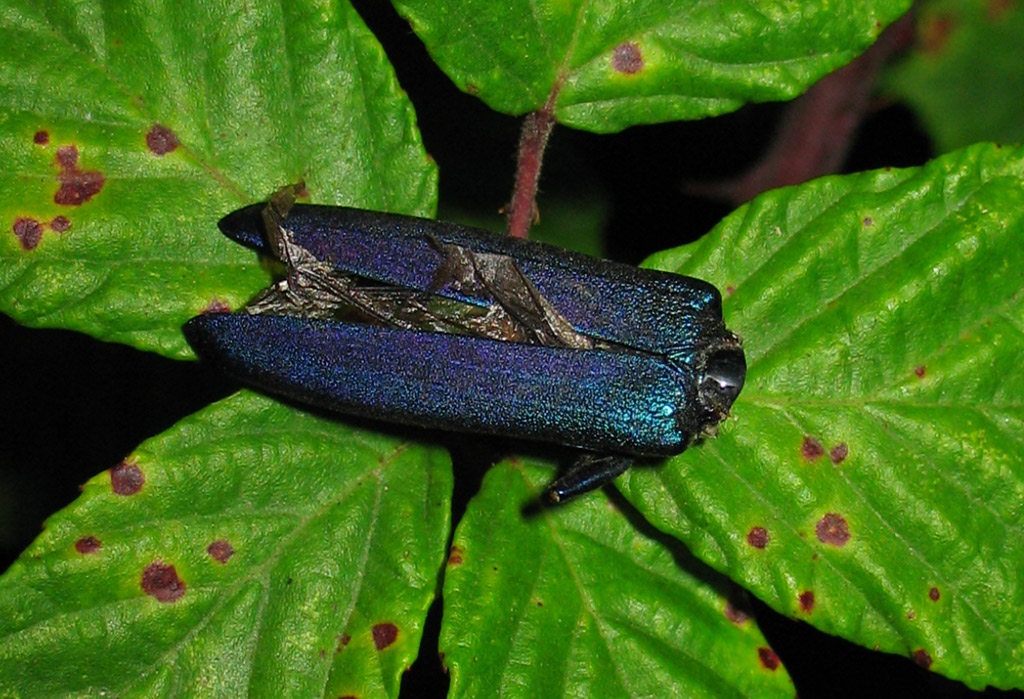 Buprestidae morto