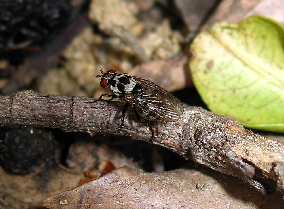 Lemnophora sp.