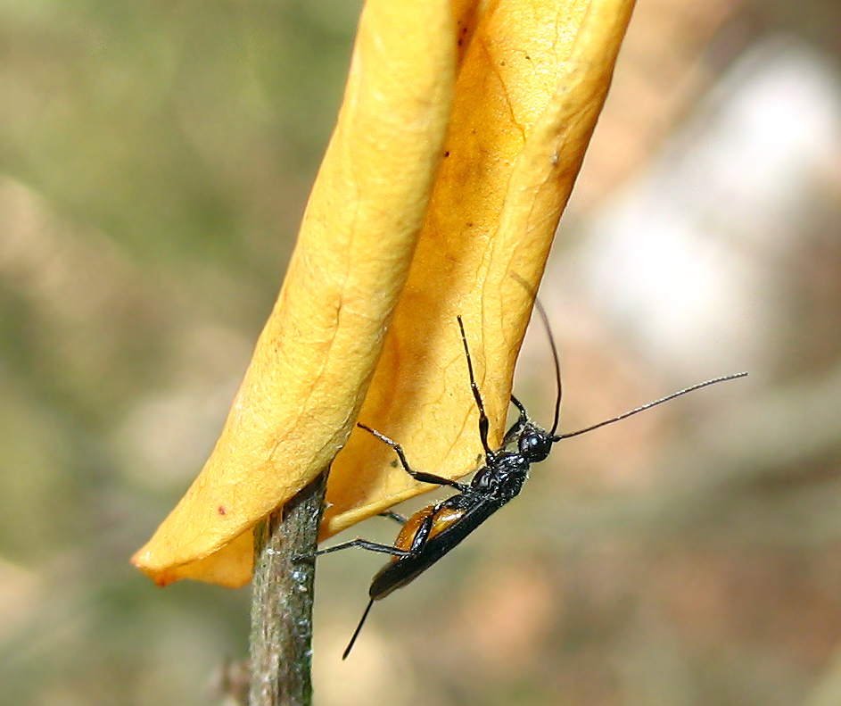 Braconidae
