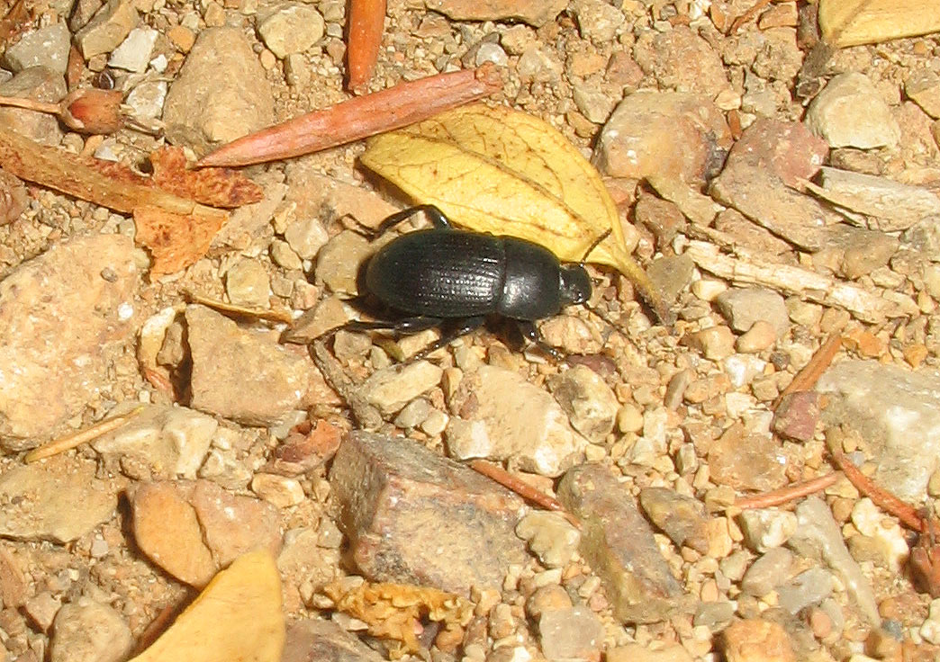 Piccolo coleottero nero: Pedinus meridianus (Tenebrionidae)