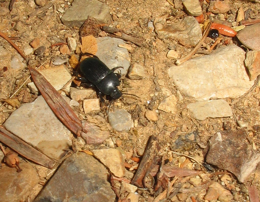 Piccolo coleottero nero: Pedinus meridianus (Tenebrionidae)