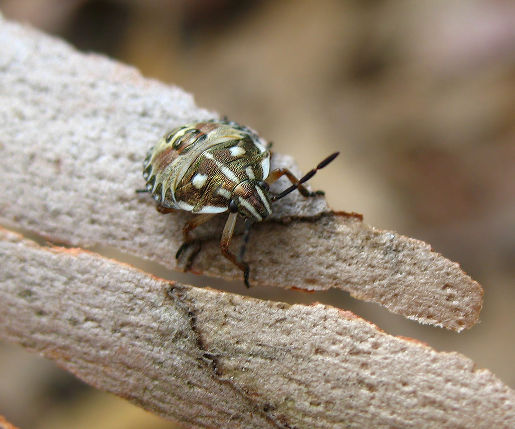 Carpocoris pudicus?