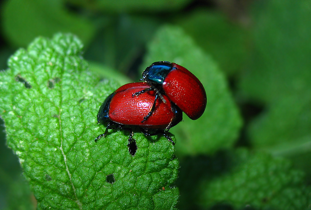 Chrysolina grossa in accoppiamento