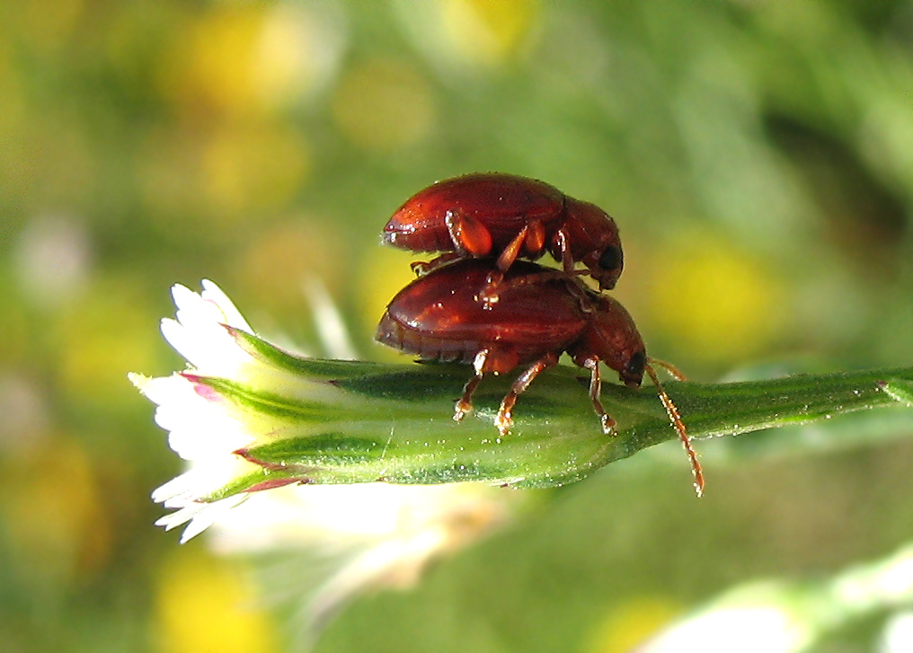 Chrysomelidae?