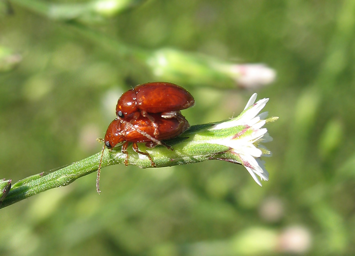 Chrysomelidae?