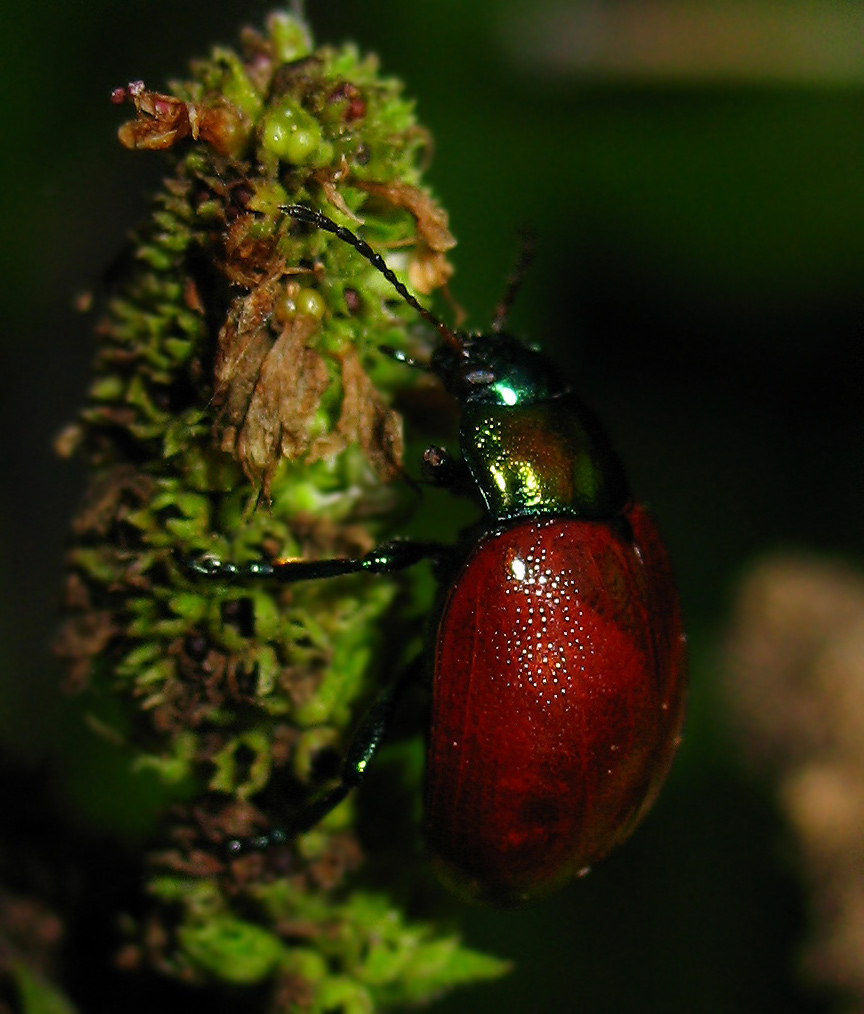 Chrysolina polita