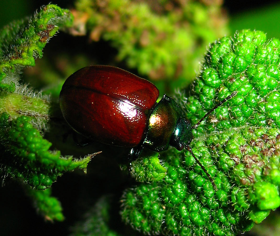 Chrysolina polita
