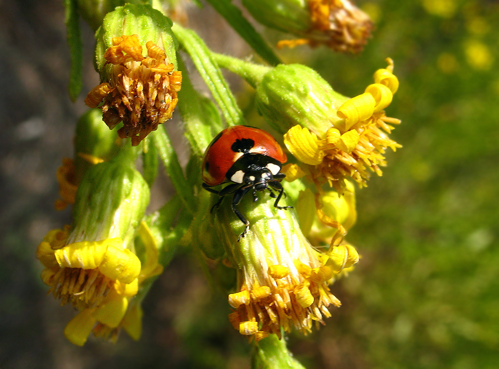 Coccinelle