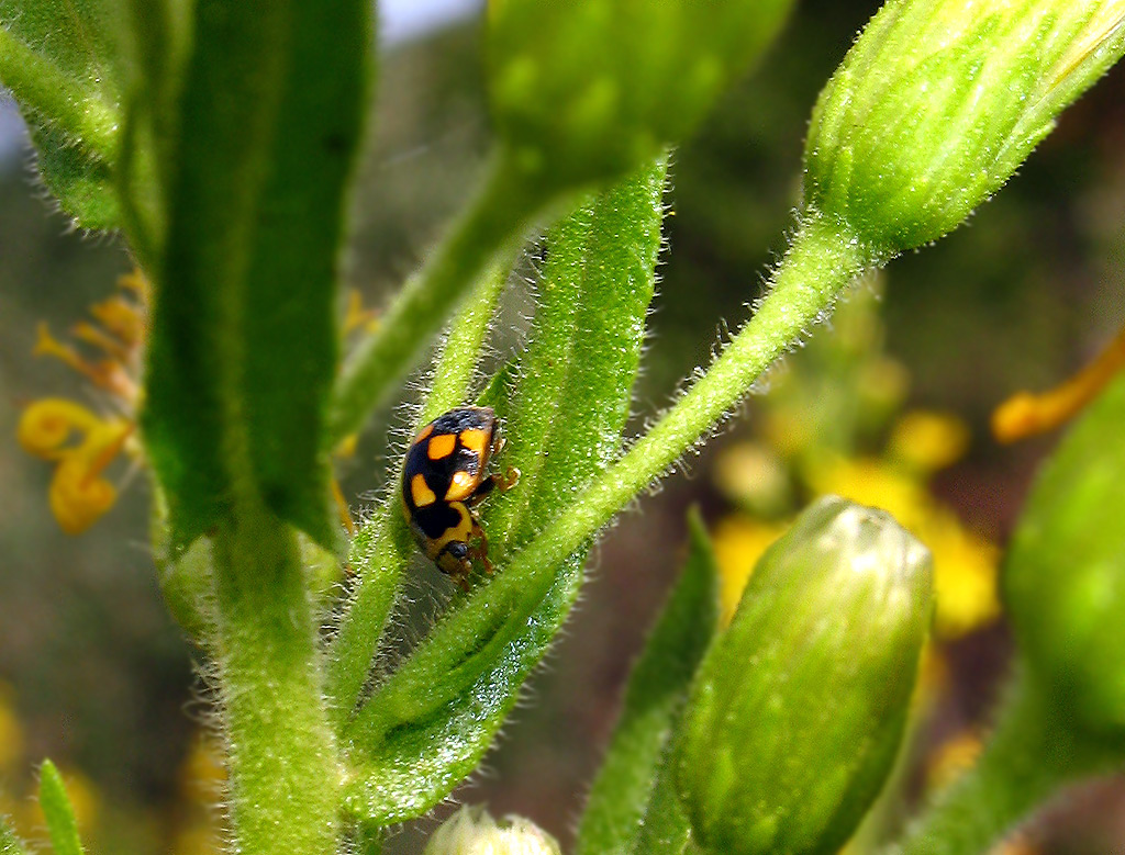 Coccinelle