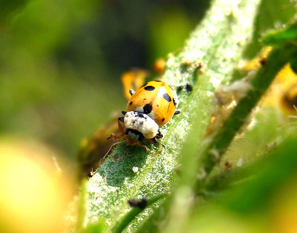 Coccinelle