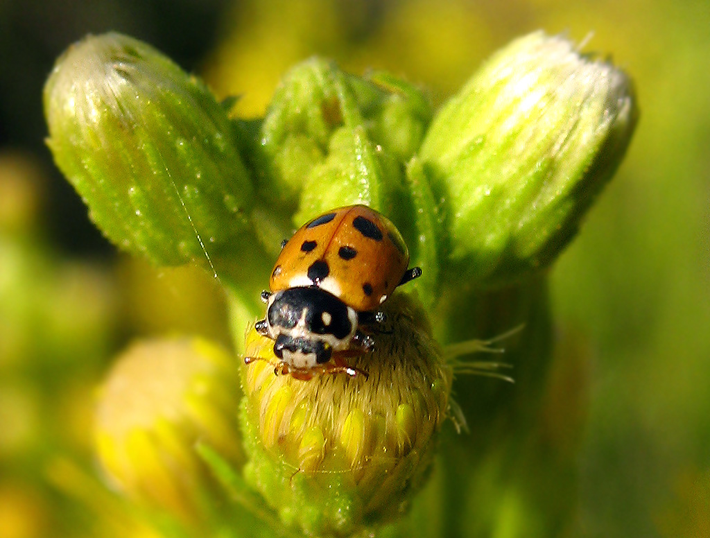 Coccinelle