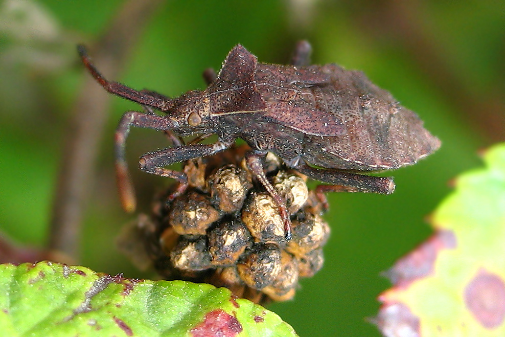 neanide di Coreus marginatus