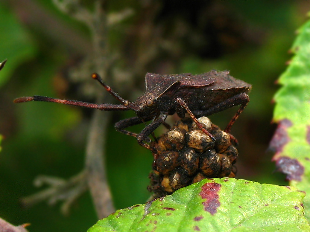 neanide di Coreus marginatus