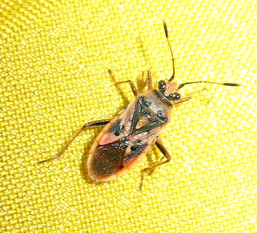 Corizus hyoscyami dal colore rosato