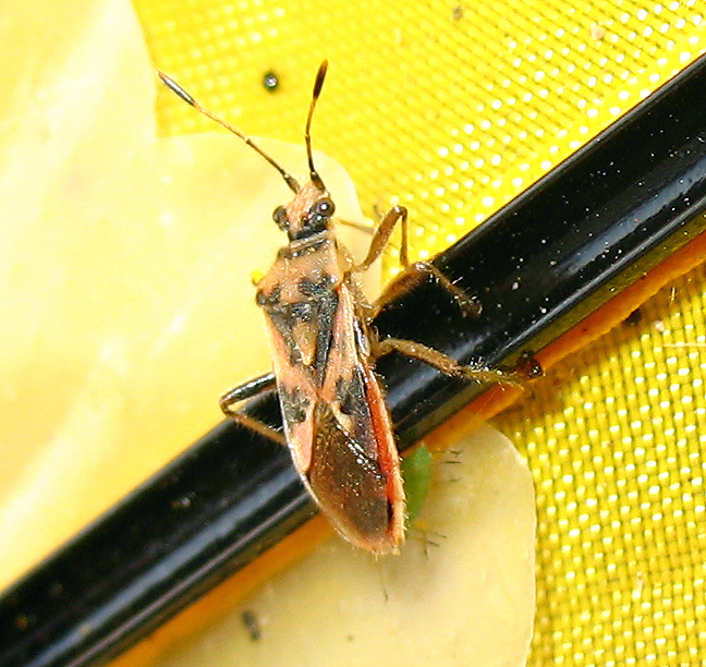 Corizus hyoscyami dal colore rosato