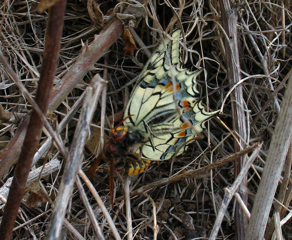 Vespa crabro e Papilio Machaon