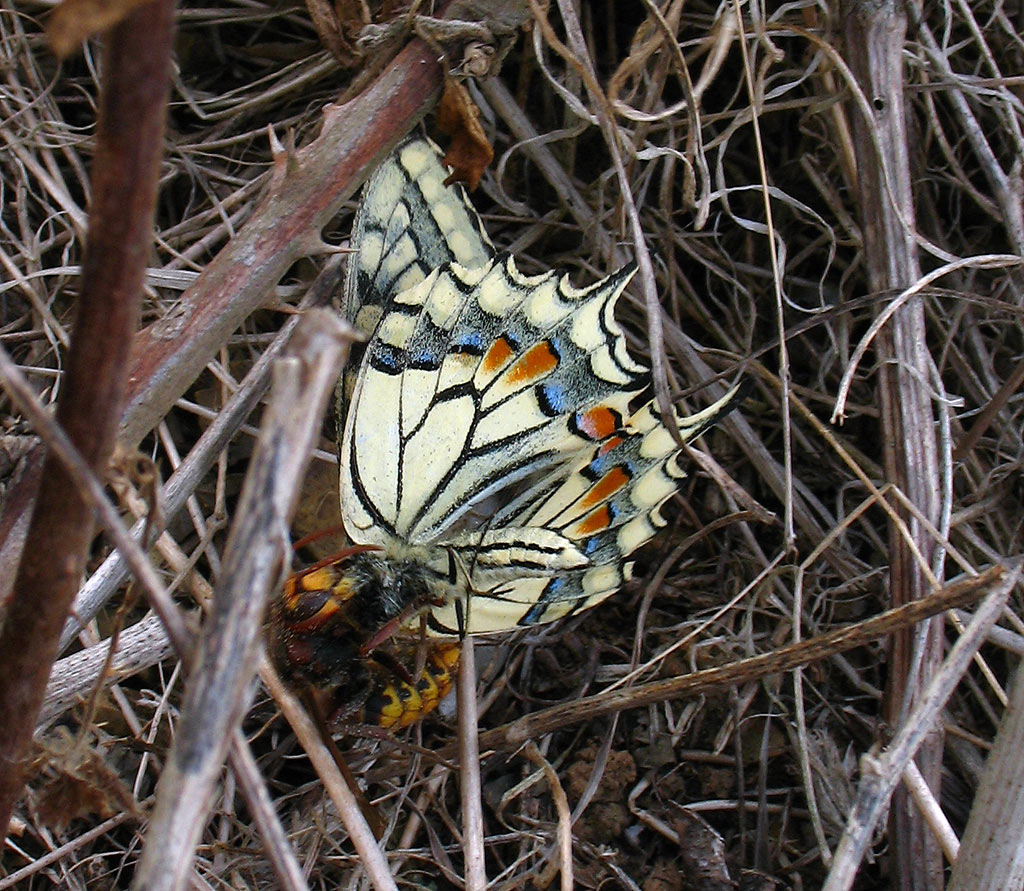 Vespa crabro e Papilio Machaon