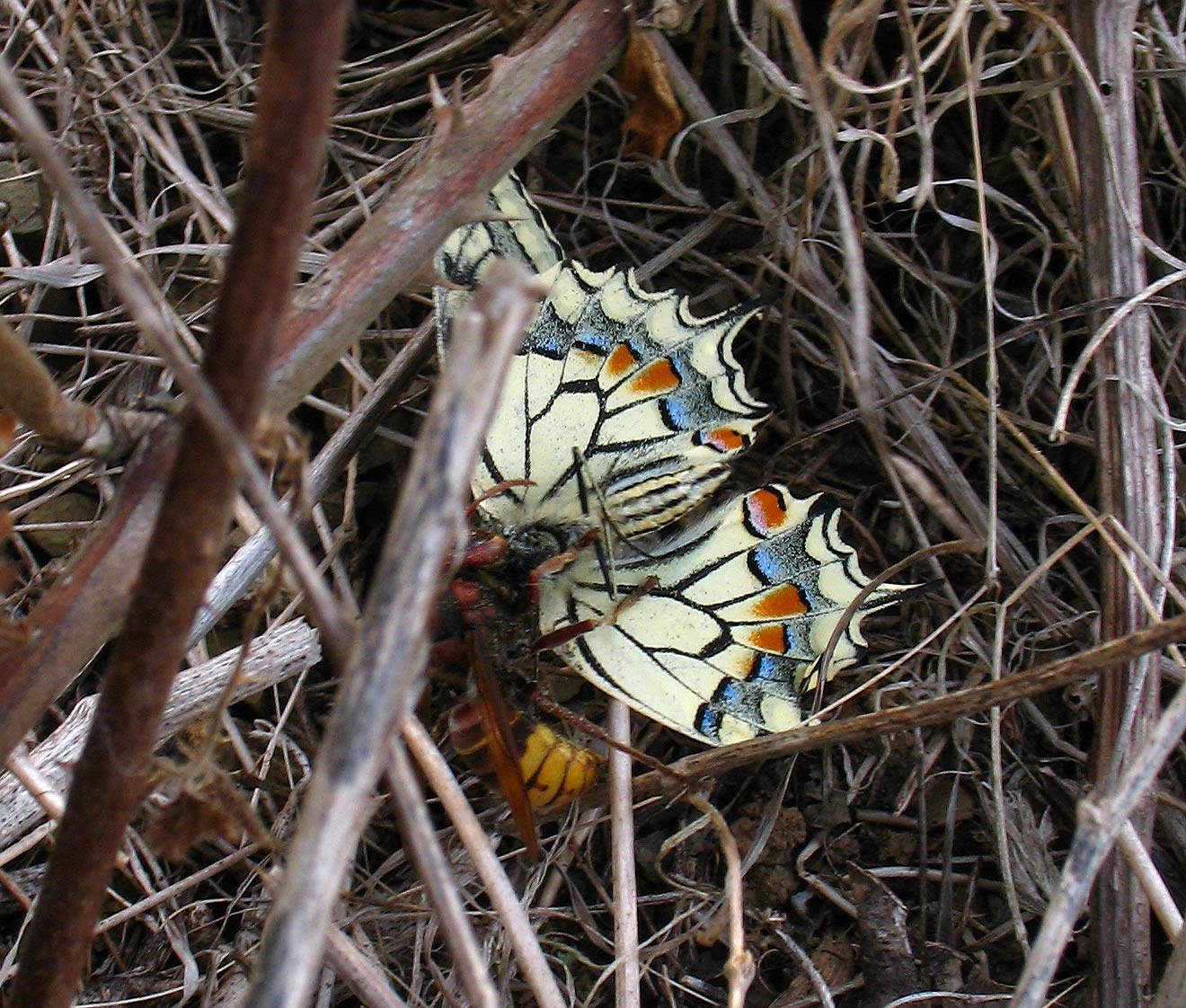 Vespa crabro e Papilio Machaon