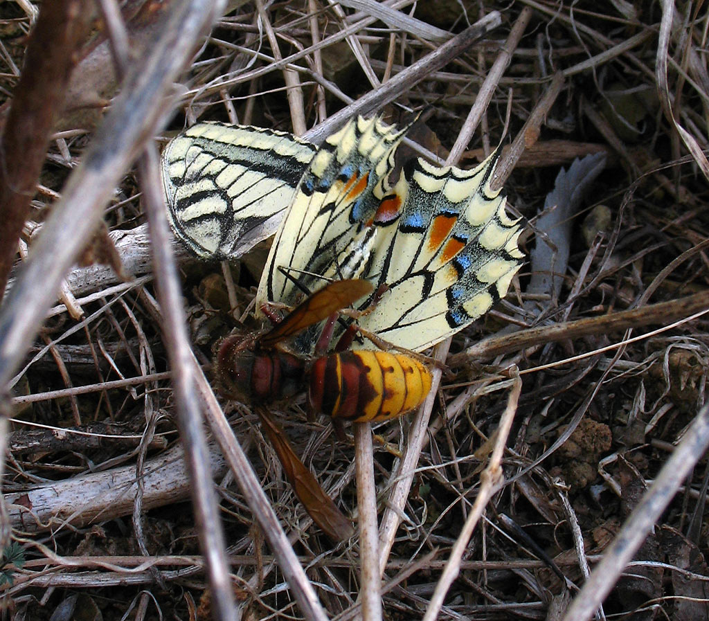Vespa crabro e Papilio Machaon