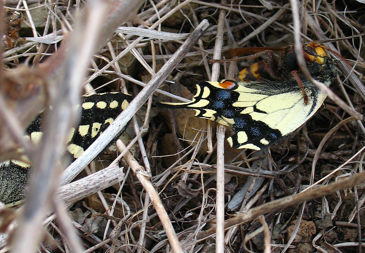 Vespa crabro e Papilio Machaon