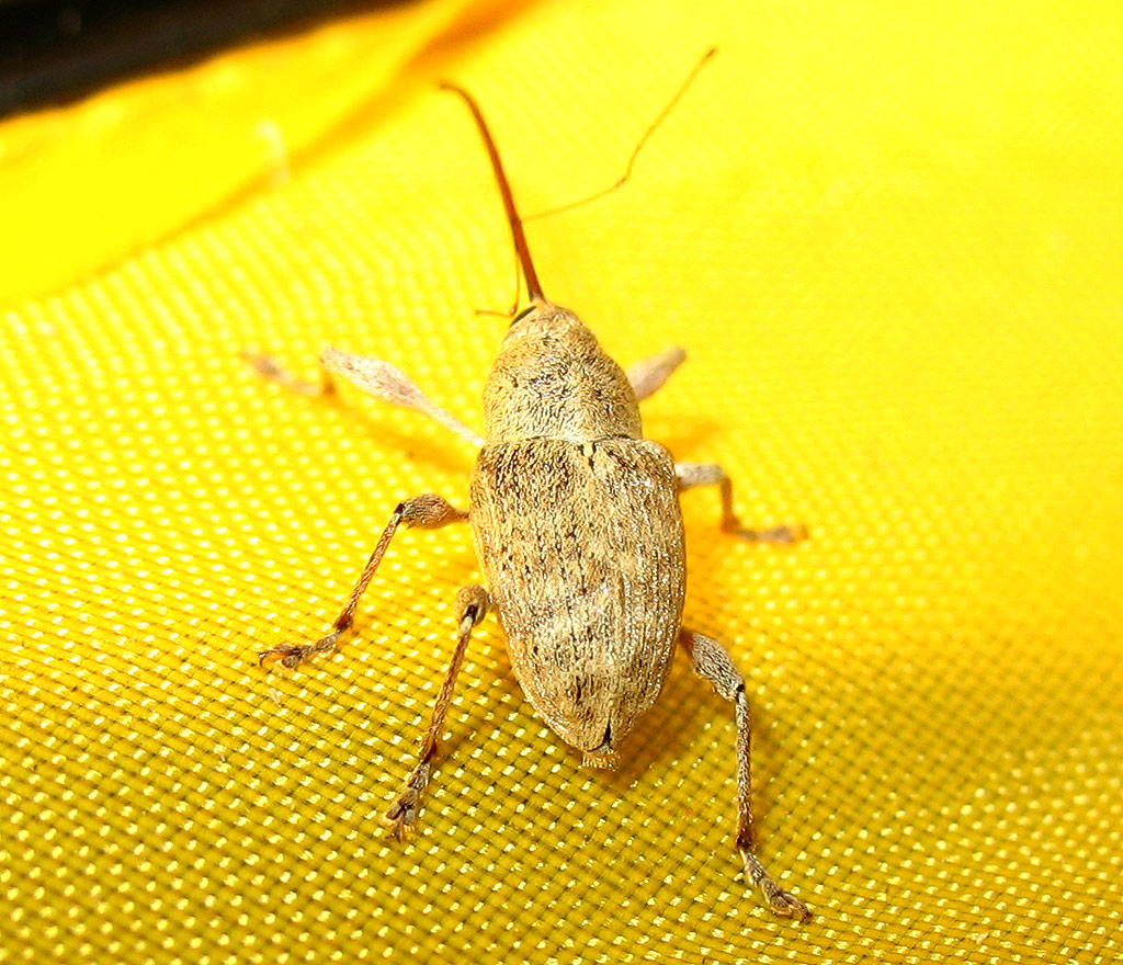 Un piccolo Curculionidae dal 