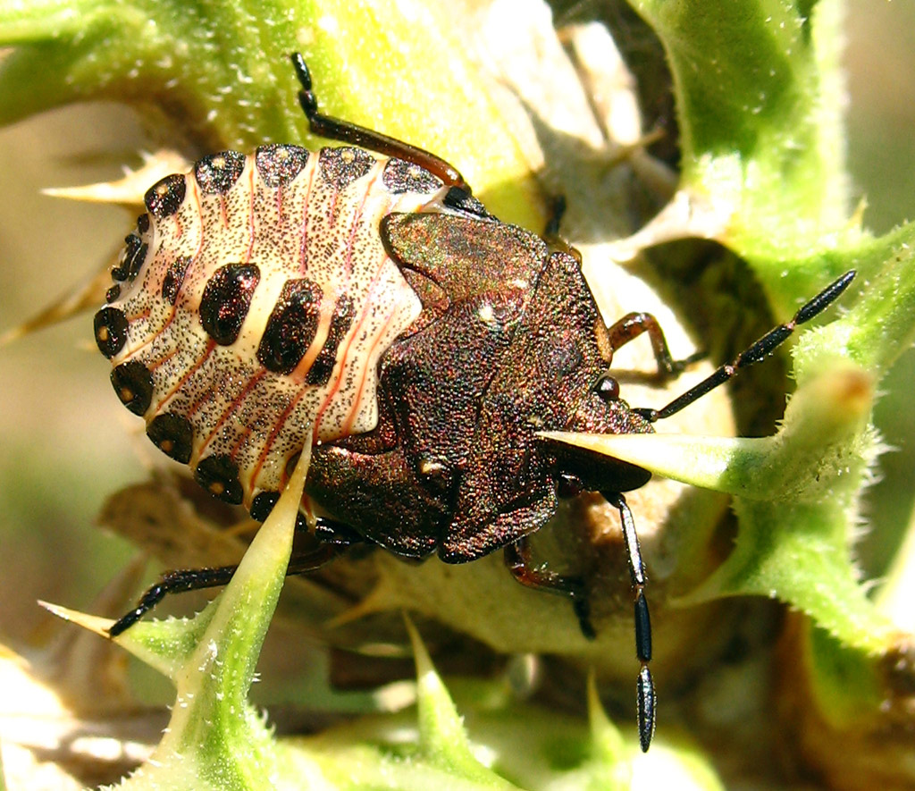 Dolycoris baccarum
