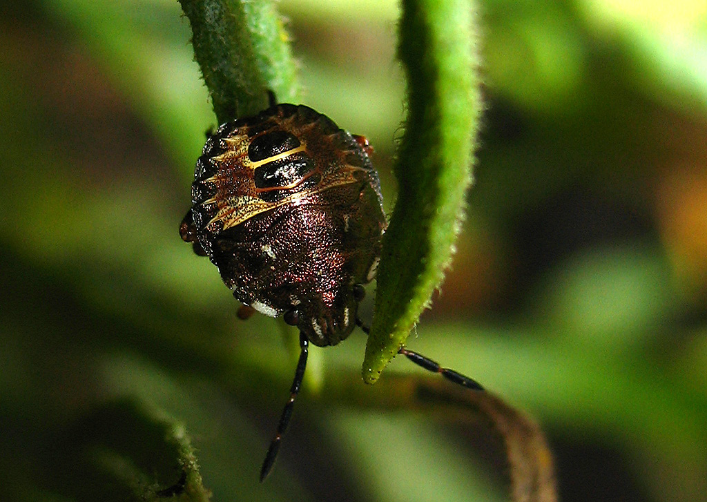 Dolycoris baccarum