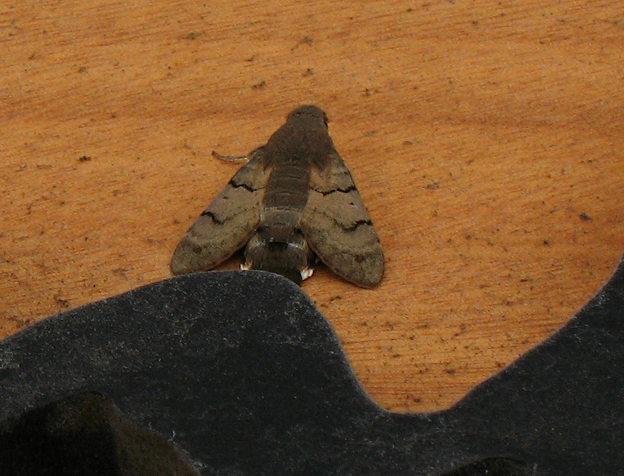 Macroglossum stellatarum e Idaea degeneraria