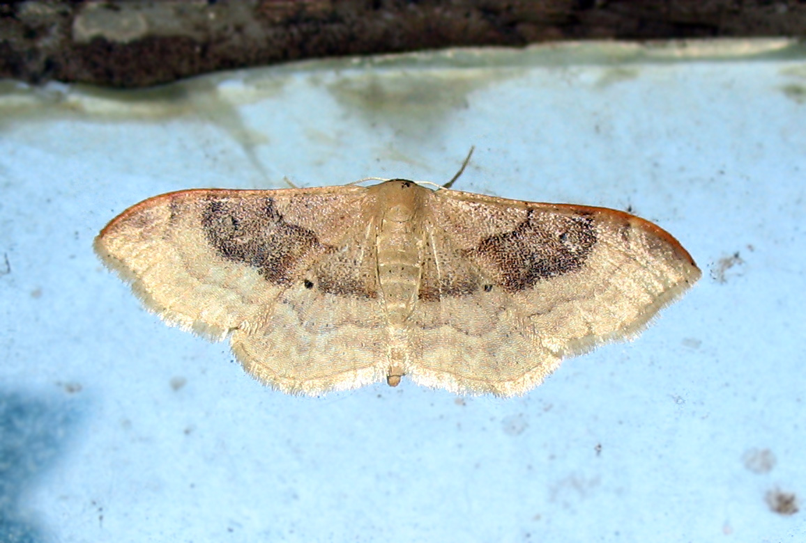 Macroglossum stellatarum e Idaea degeneraria