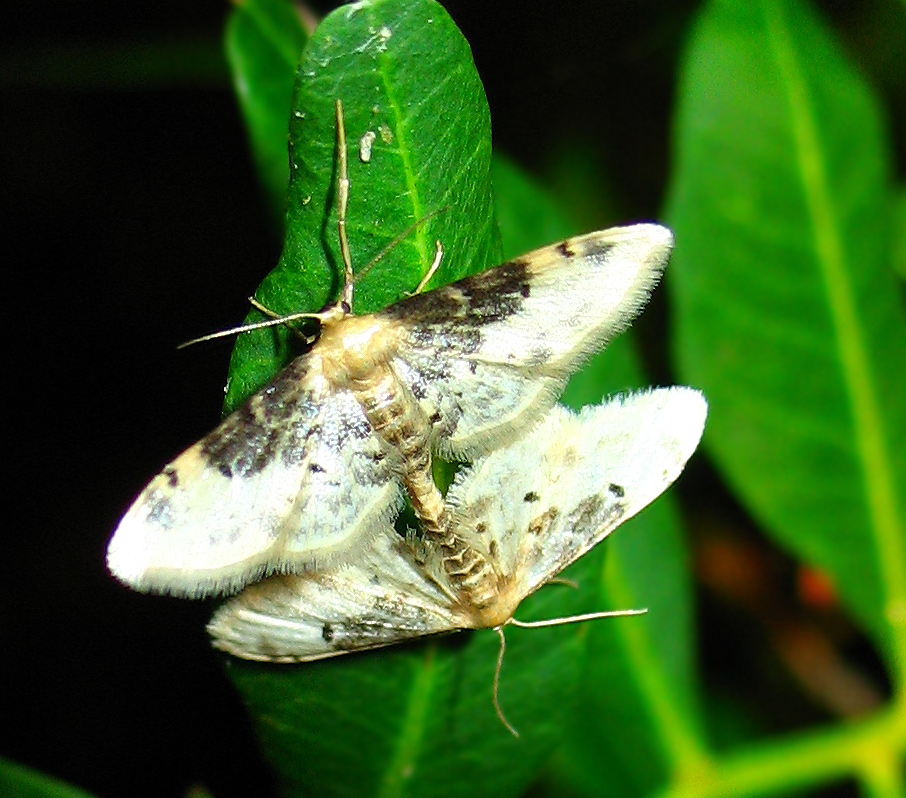 Idaea filicata in accoppiamento