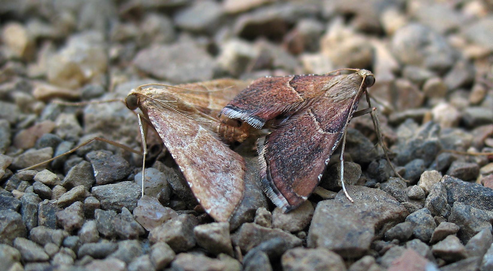 Farfalline notturne in accoppiamento