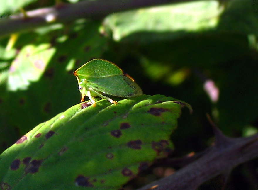 Metcalfa pruinosa e Stictocephala bisonia