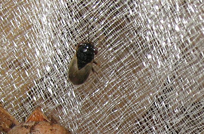 Lygaeidae: Geocoris (s.str.) pallidipennis