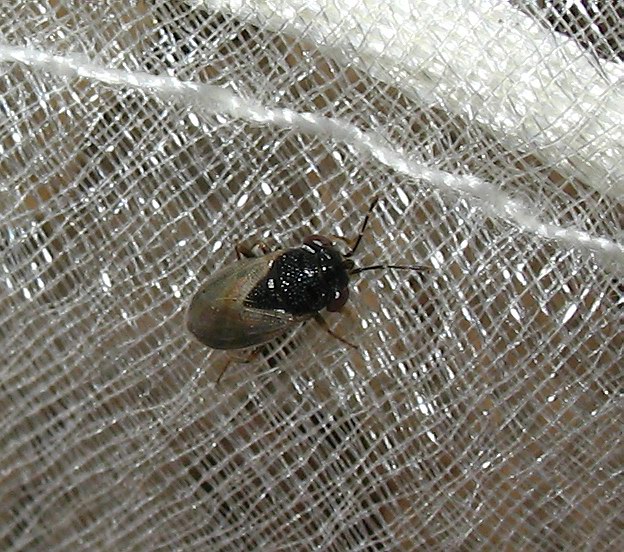 Lygaeidae: Geocoris (s.str.) pallidipennis