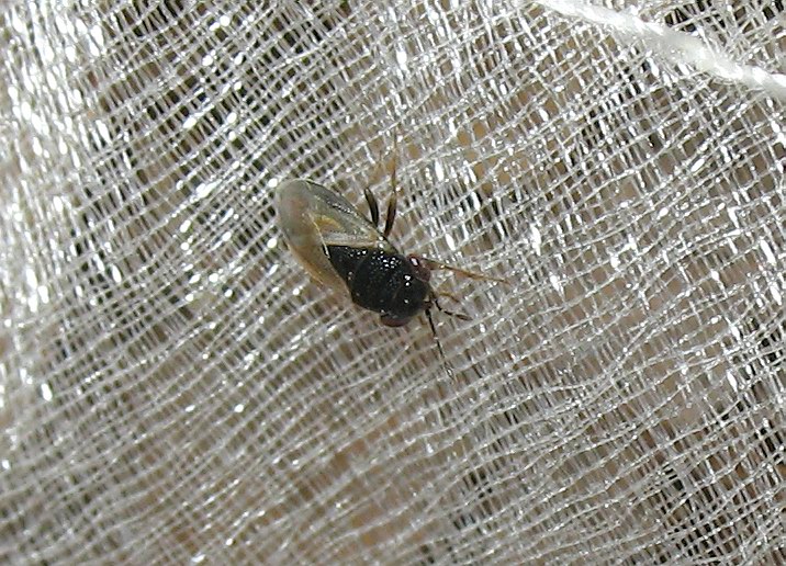 Lygaeidae: Geocoris (s.str.) pallidipennis