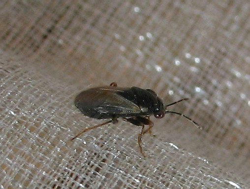 Lygaeidae: Geocoris (s.str.) pallidipennis