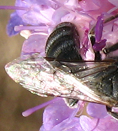 Lasioglossum sp.