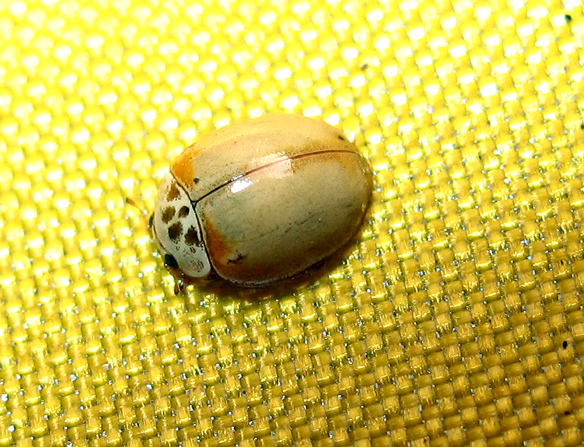 Coccinellidae: Harmonia  quadripunctata