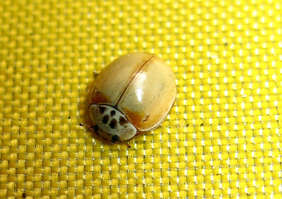 Coccinellidae: Harmonia  quadripunctata