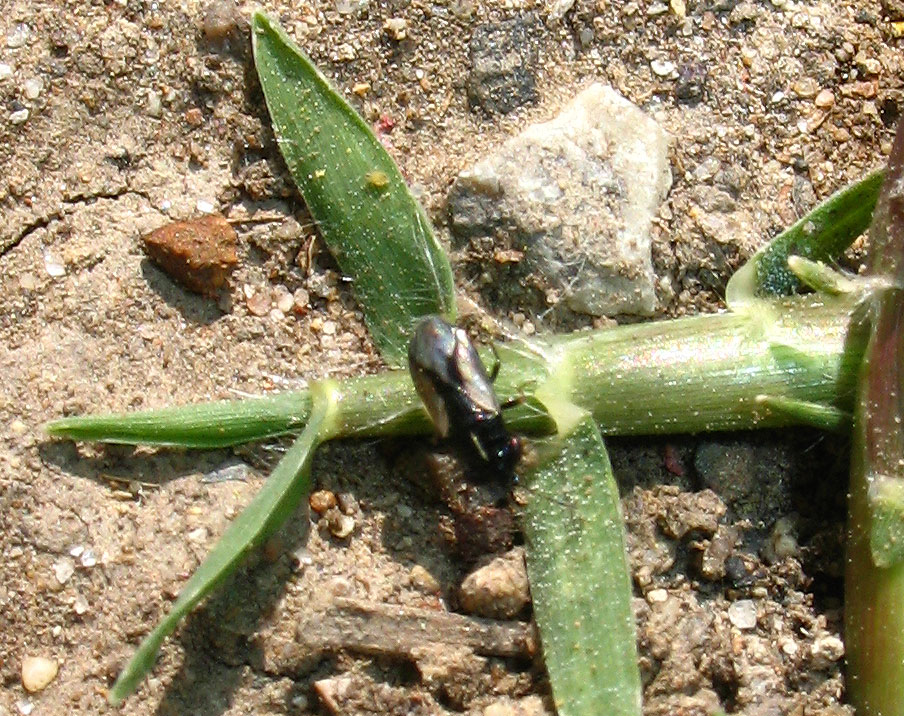 Geocoris (s.str.) lineola