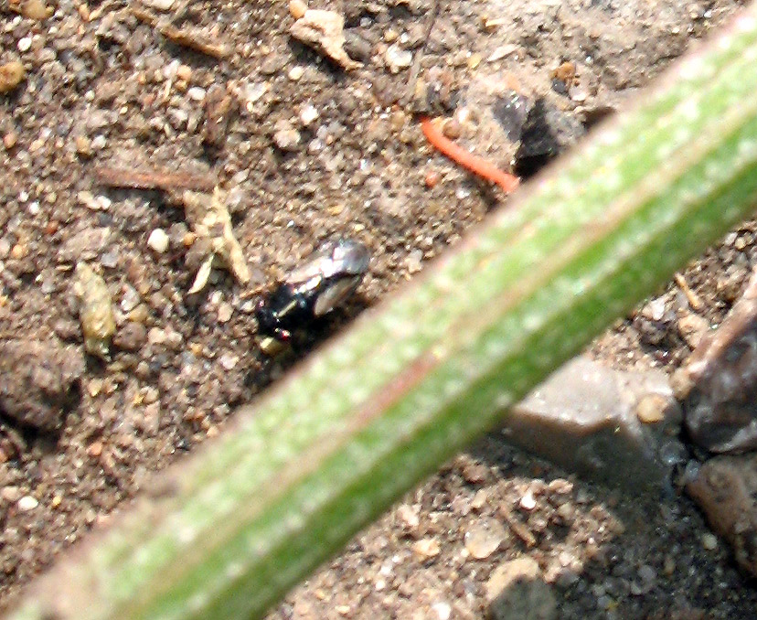 Geocoris (s.str.) lineola