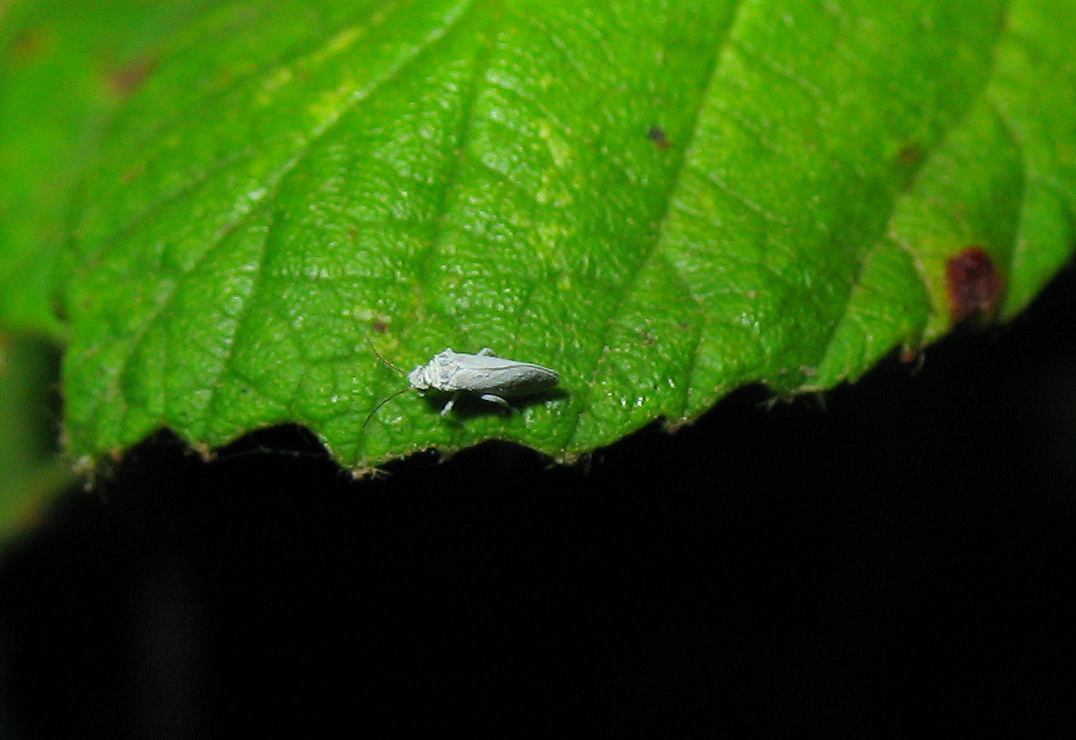 Coniopterygidae, probabile Semidalis