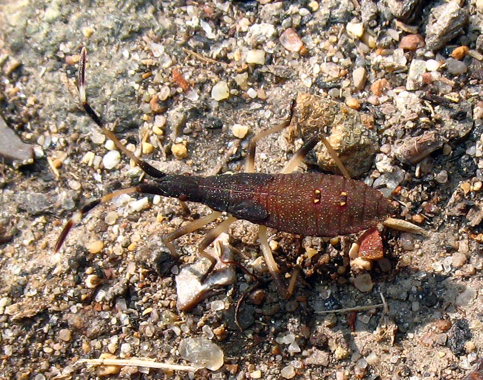 Ninfa di Dicranocephalus...