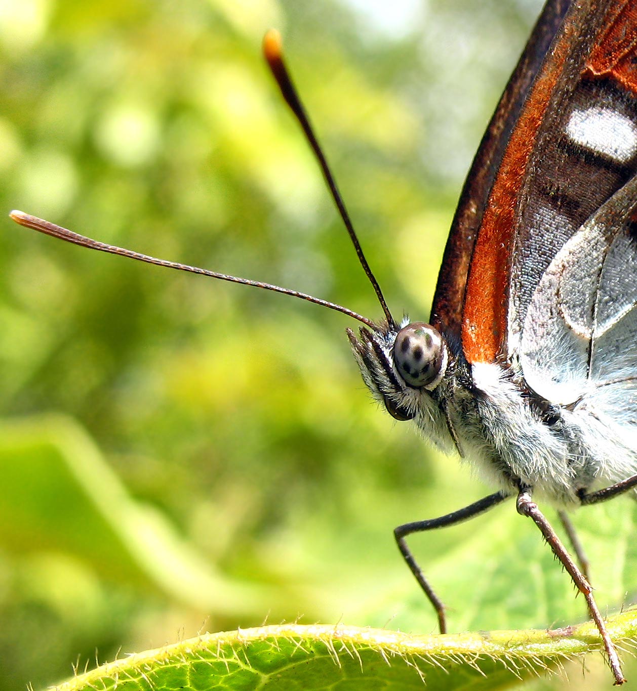 Primo piano di Limenitis reducta